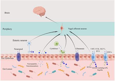 Recognizing the role of the vagus nerve in depression from microbiota-gut brain axis